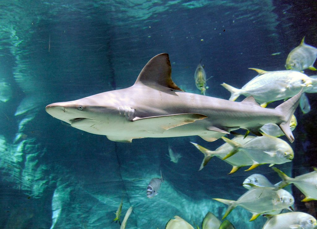 Két új cápa érkezett a budapesti Tropicariumba 