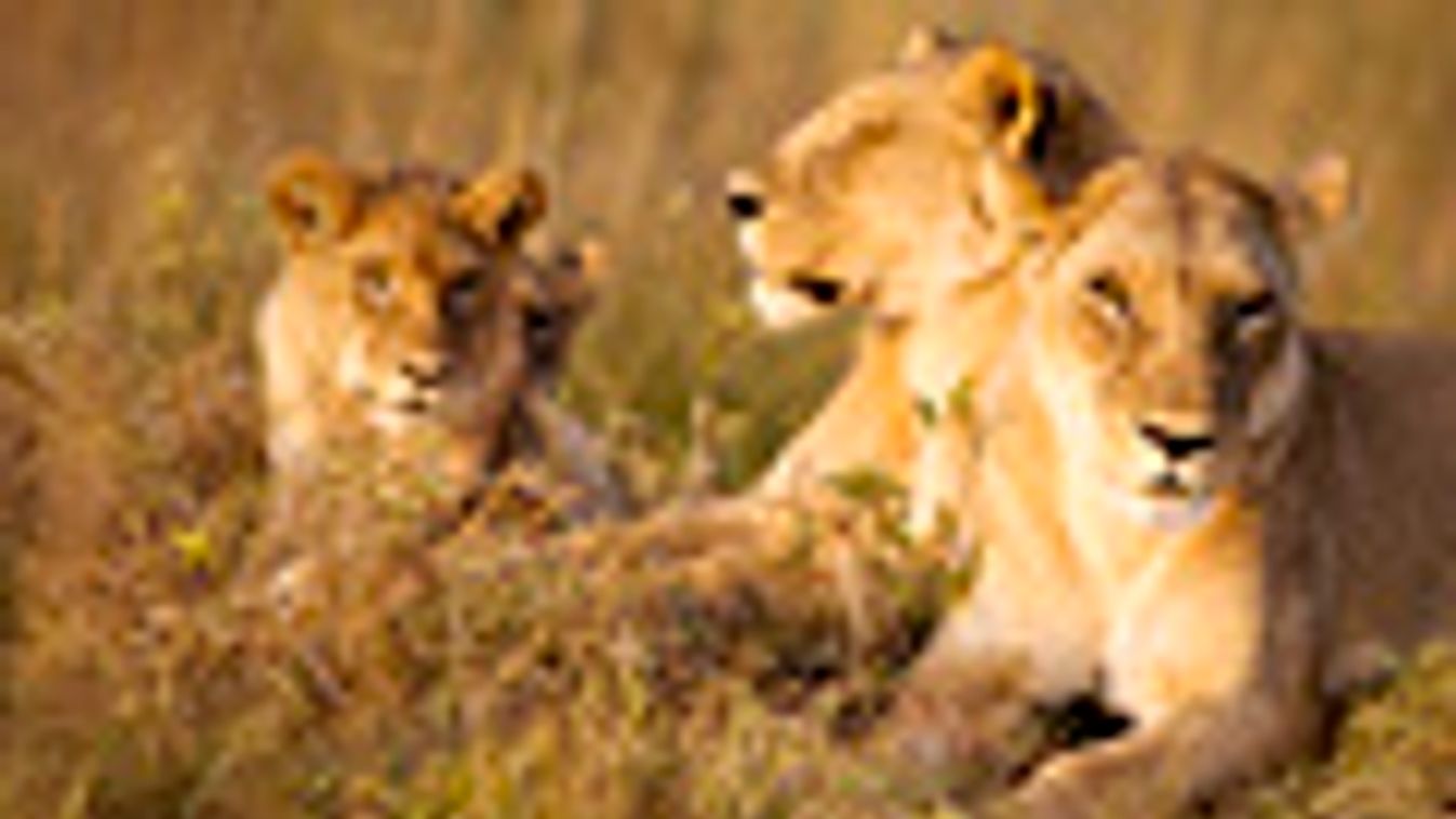 Chobe Nemzeti Park, a világ legnagyobb védett területe, oroszlánok
