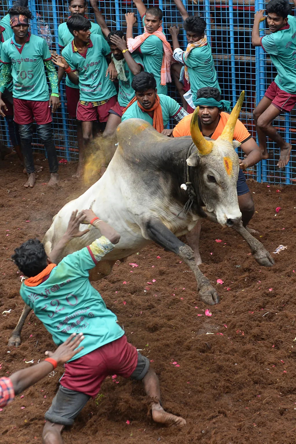 Jallikattu Avaniyapuram bika India Tamil Nadu 