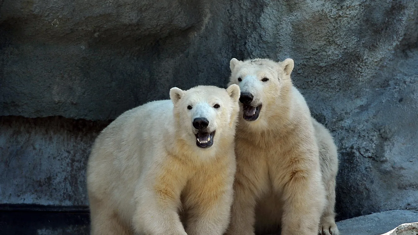 jegesmedve, Fővárosi Állatkert 