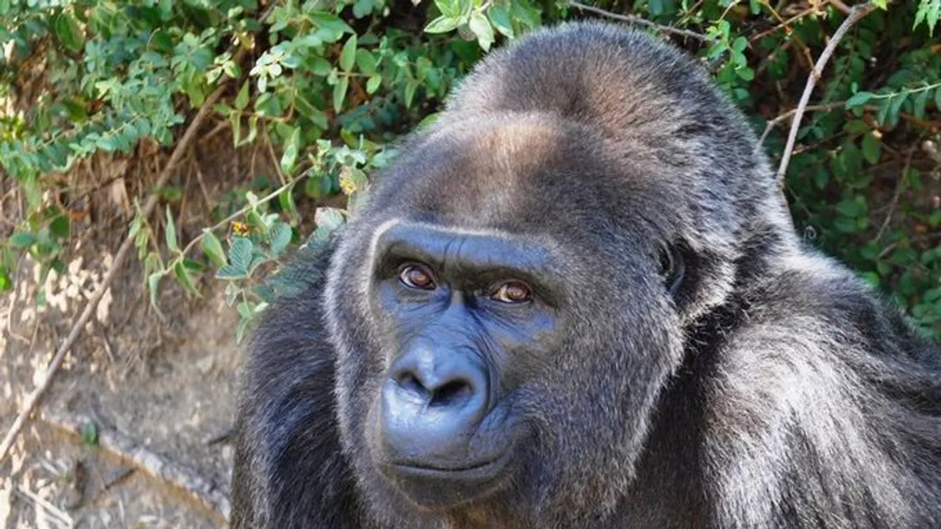Trudy legidősebb gorilla Little Rock Zooo 