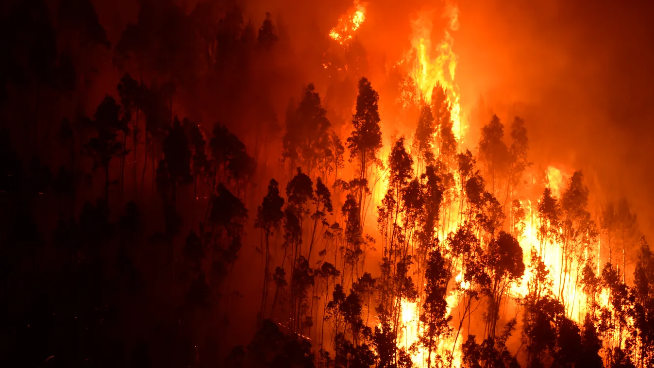 Erdőtűz Portugália 