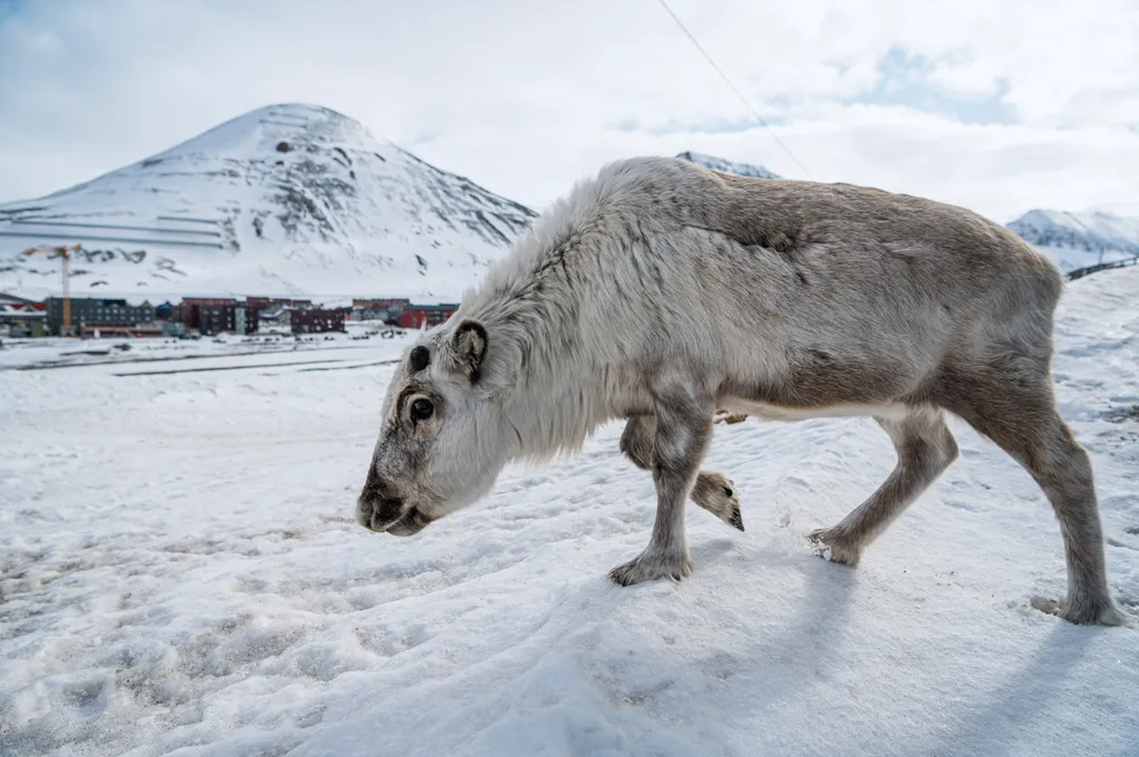 Svalbard, Antarktisz, antakrktisz turizmus, hibrid hajó, turizmus,  Hibrid hajó szállítja a látogatókat a mesés és zord Antarktiszra 