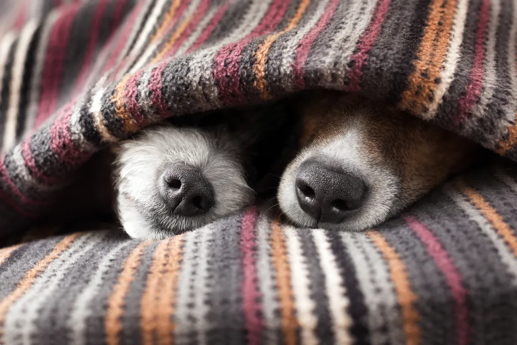 Álomszuszik alvó kutya kutyák 