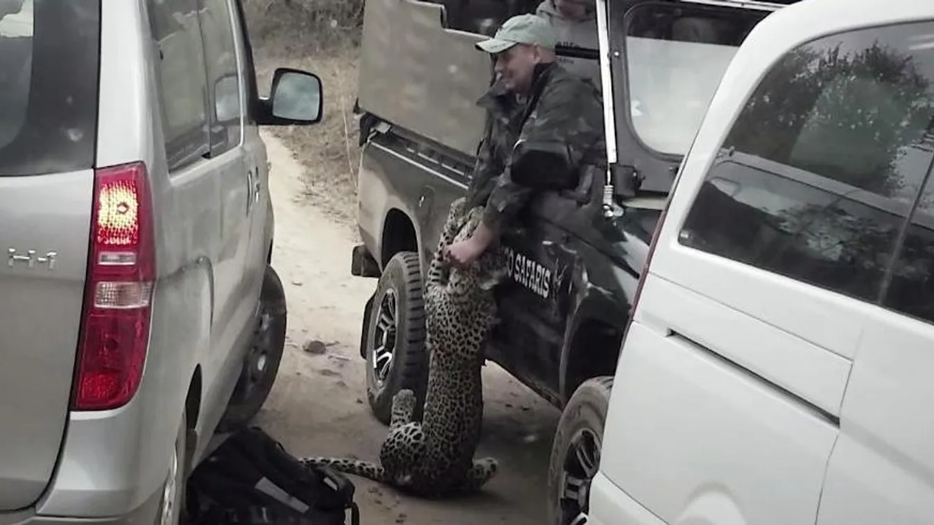 Dél-Afrika leopárd támadás 