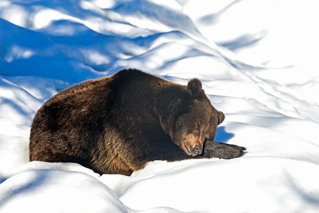 Álomszuszik alvó barnamedve 
