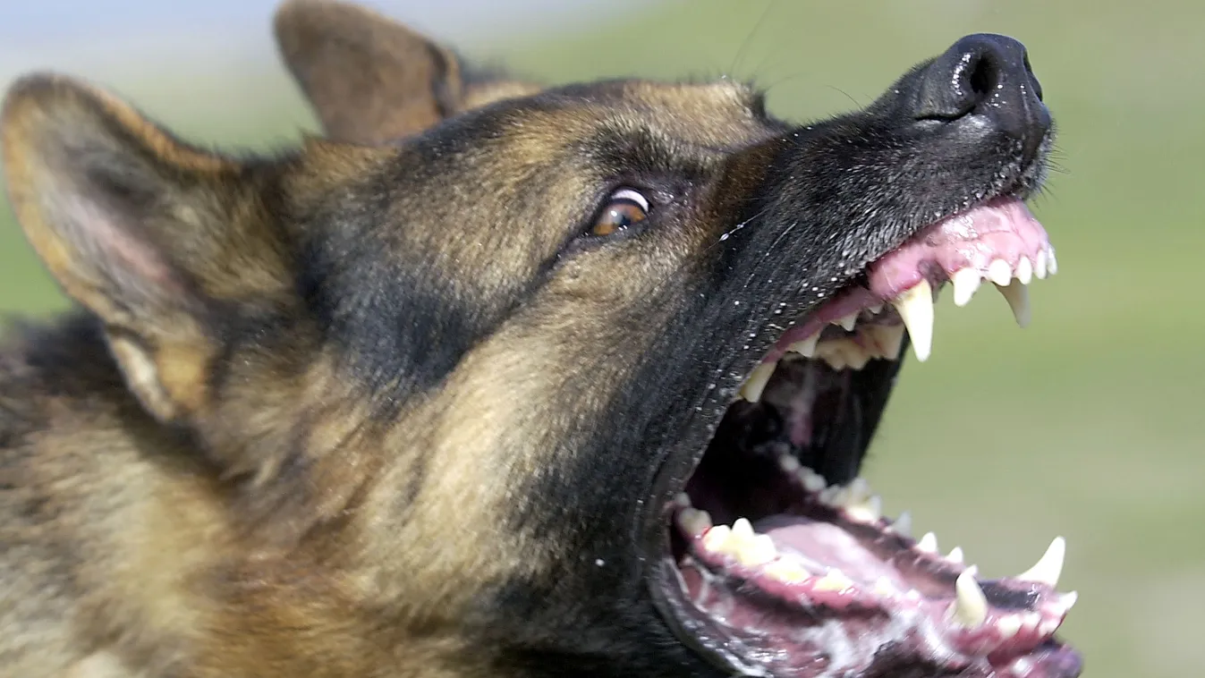 kutya, támadás, agresszív, vad, vicsorog, vicsorgás, támadó, németjuhász 