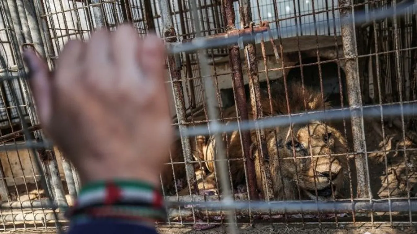 Gáza, állatkert, evakuálás, Négy Mancs nemzetközi állatvédő szervezet, oroszlán 