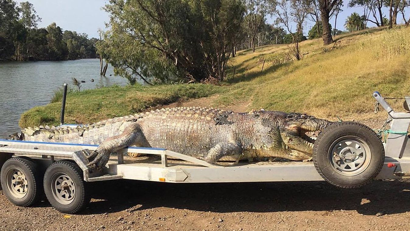 krokodil, Queensland, Ausztrália 