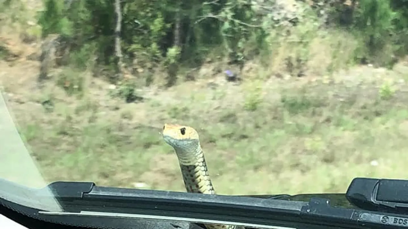 kígyó, Ausztrália, autó 