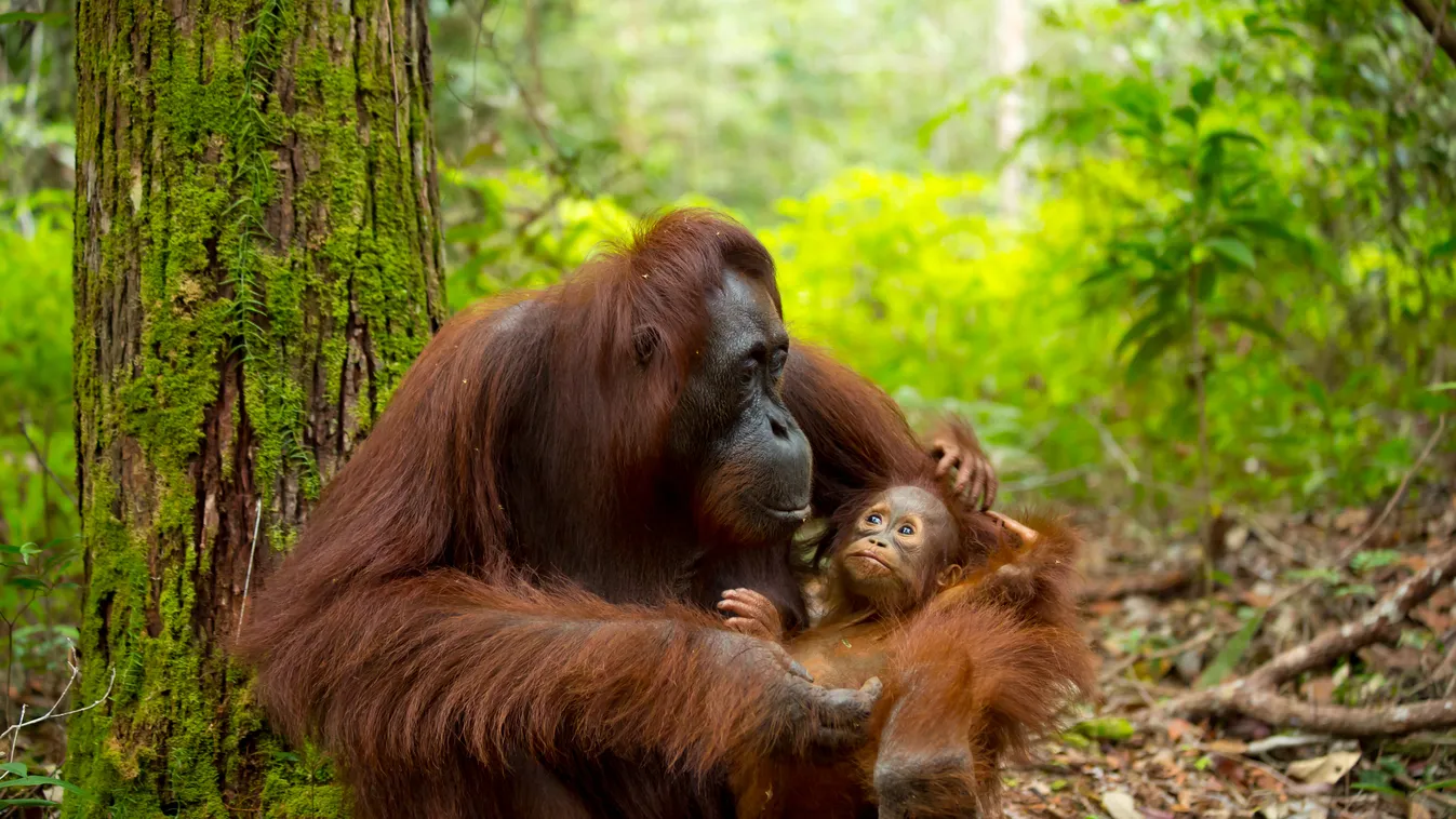 Orángután Az állatvilág egyedülálló anyái, akik komoly áldozatok hoznak utódaikért 