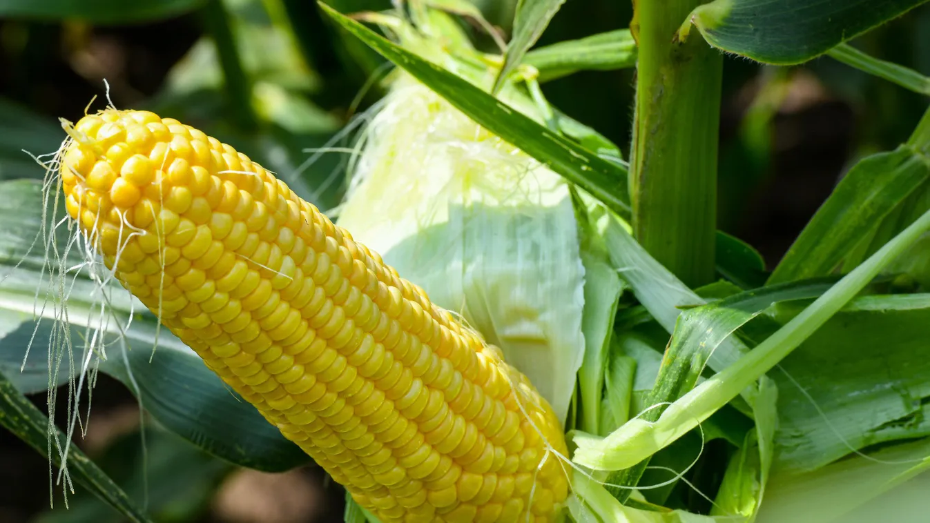 ÉVSZAK FOTÓ FOTÓTÉMA haszonnövény kukorica NÖVÉNY nyár zöldség magyar mezőgazdaság Magyarország 