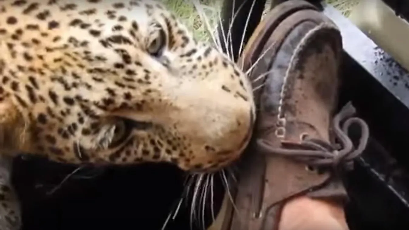 leopárd turista Botswana 