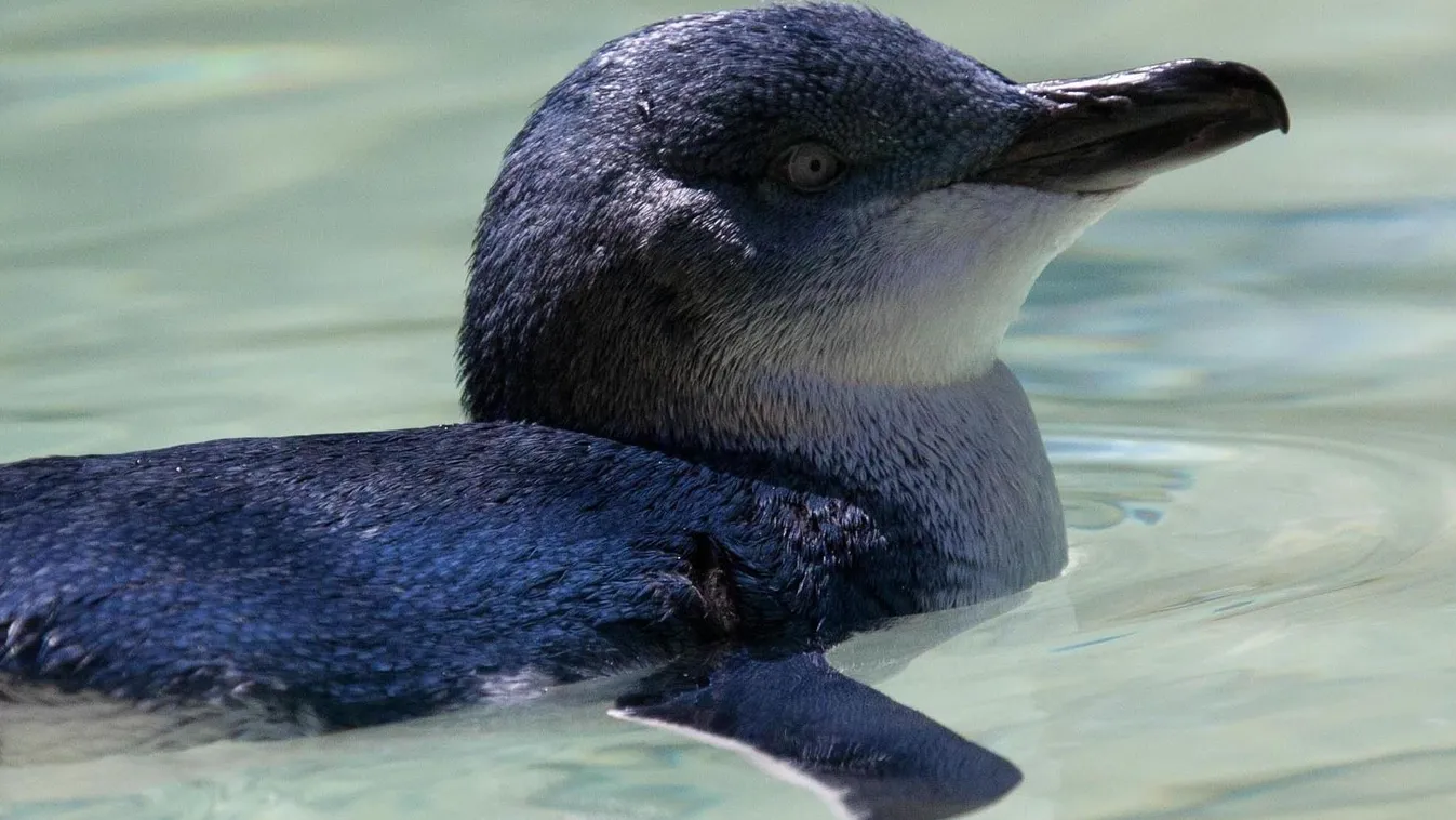 kék pingvin 