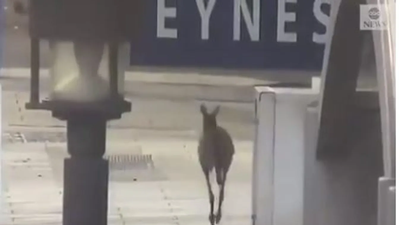 kenguru egy ausztrál város központjában 