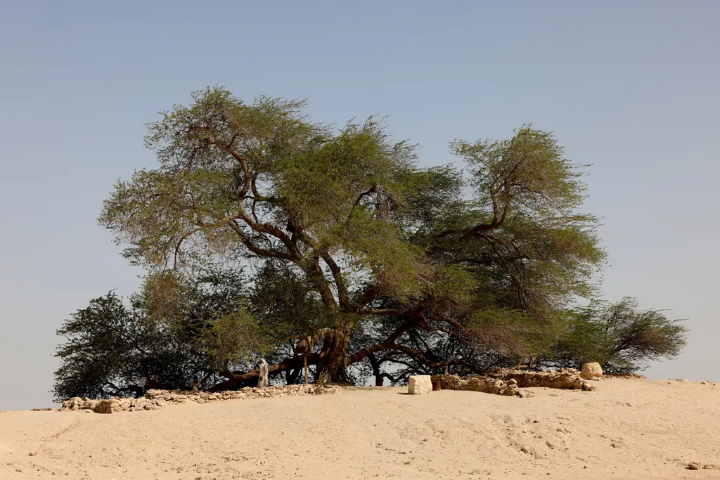 The tree of life in Bahrain 