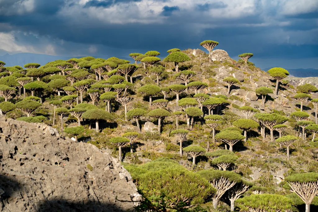 Szokotra, sziget,  Abd al Kuri,  Szamha, Darsza, 