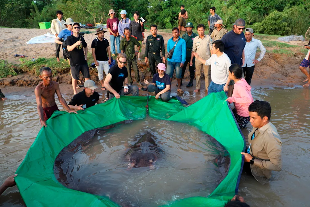 A világ legnagyobb édesvízi hala  képen óriási édesvízi tüskés ráját készülnek szabadon engedni a Mekong folyóba az északkelet-kambodzsai Sztung Treng tartományban. A 300 kilogrammos óriás 