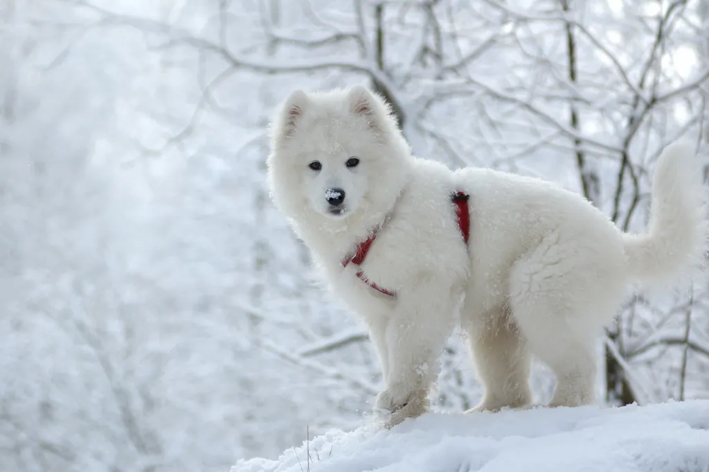 10 kutyafajta, ami imádja a hosszú, téli sétákat, szamojéd 