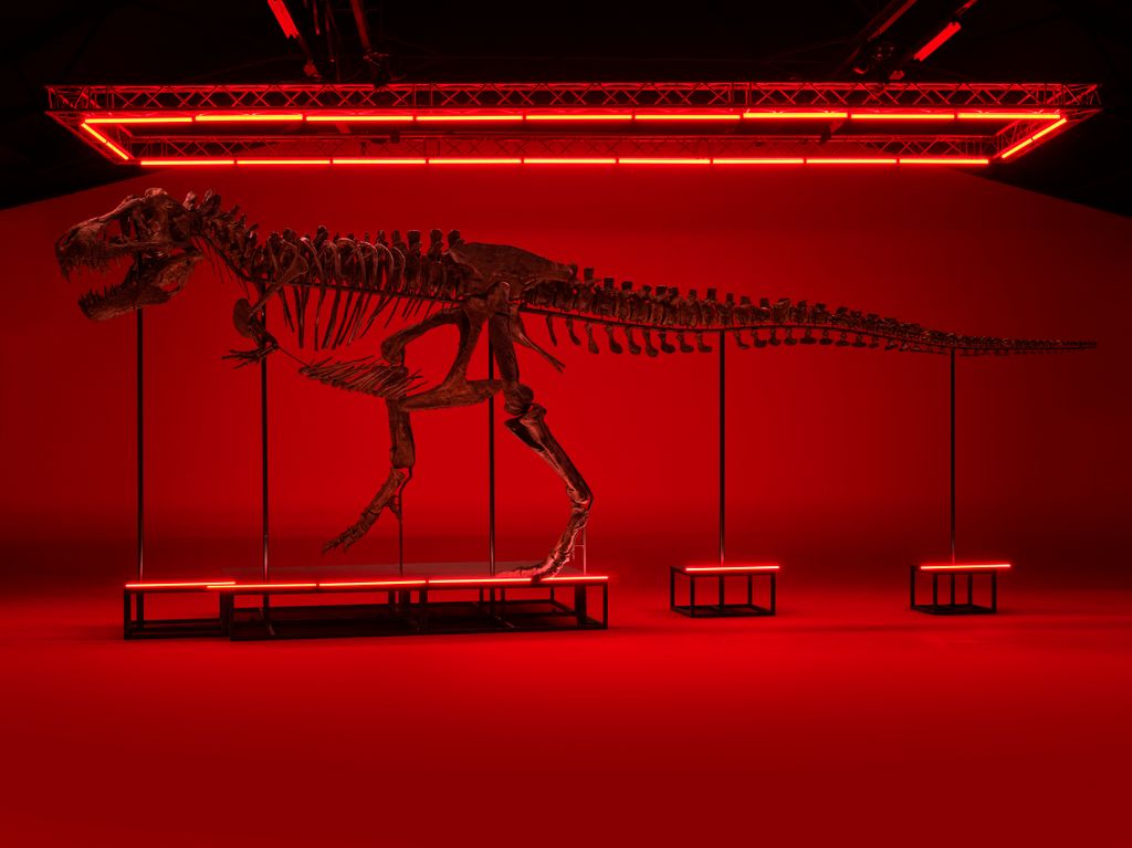 6,5-8,7 millió dollár között mozog ez a T-Rex csontváz, árverés, Zürich, Svájc, galéria, 2023 