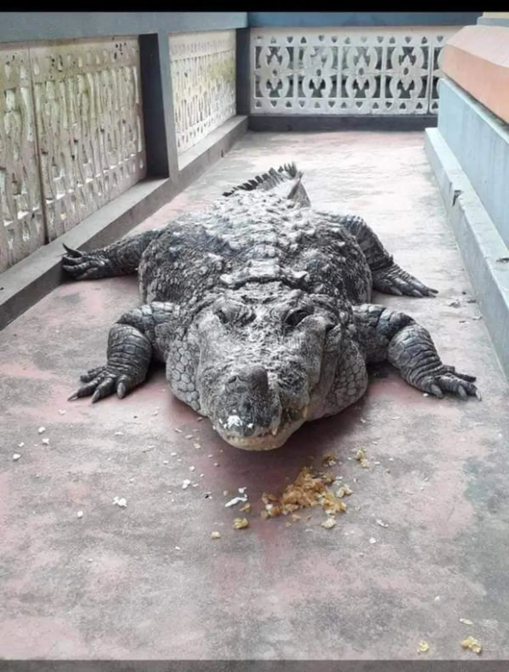 Ananthapura Lake Temple krokodil 