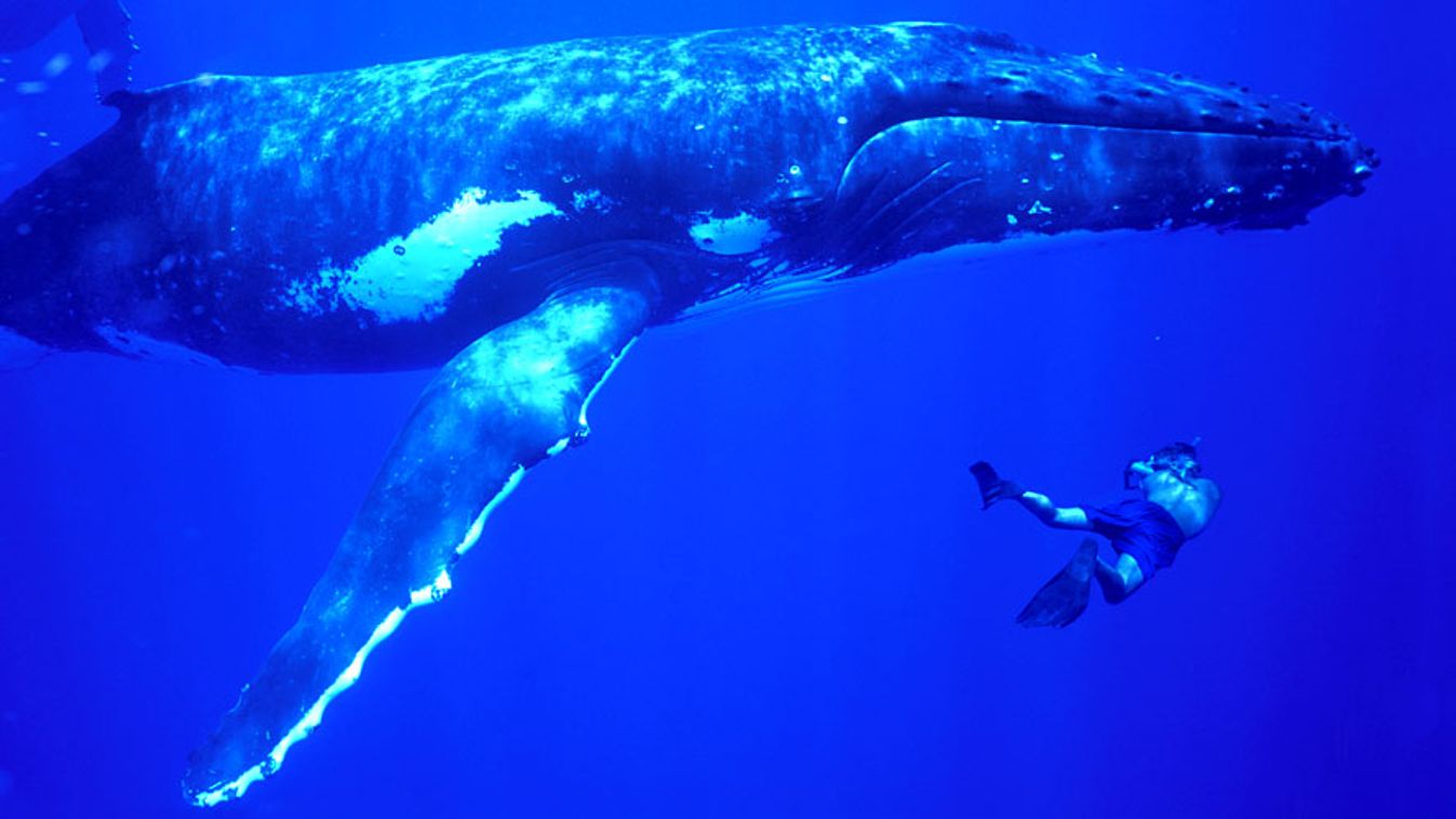 szabadtüdős búvár, mélyre merülő állatok, hosszúszárnyú bálnák és egy búvár a Csendes-óceánban