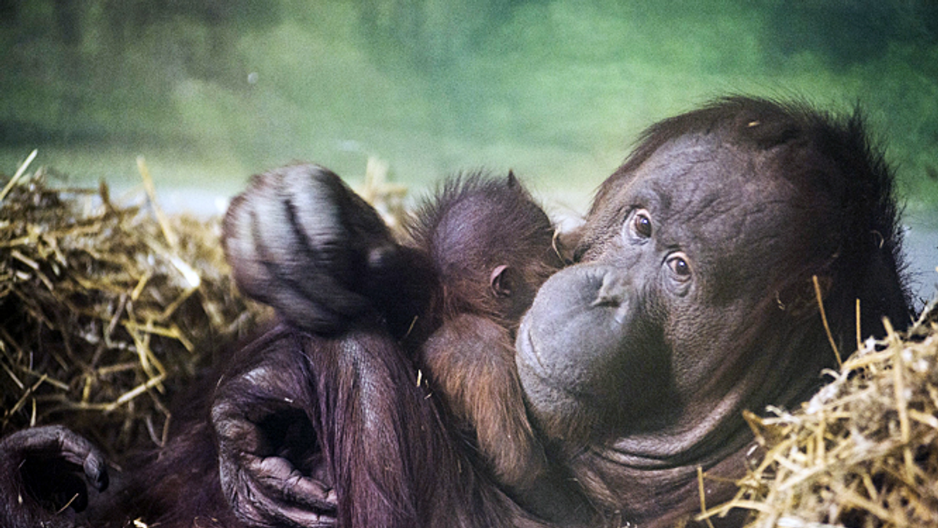 hazai állatkertek idei szaporulatai, Orangután született Nyíregyházán 