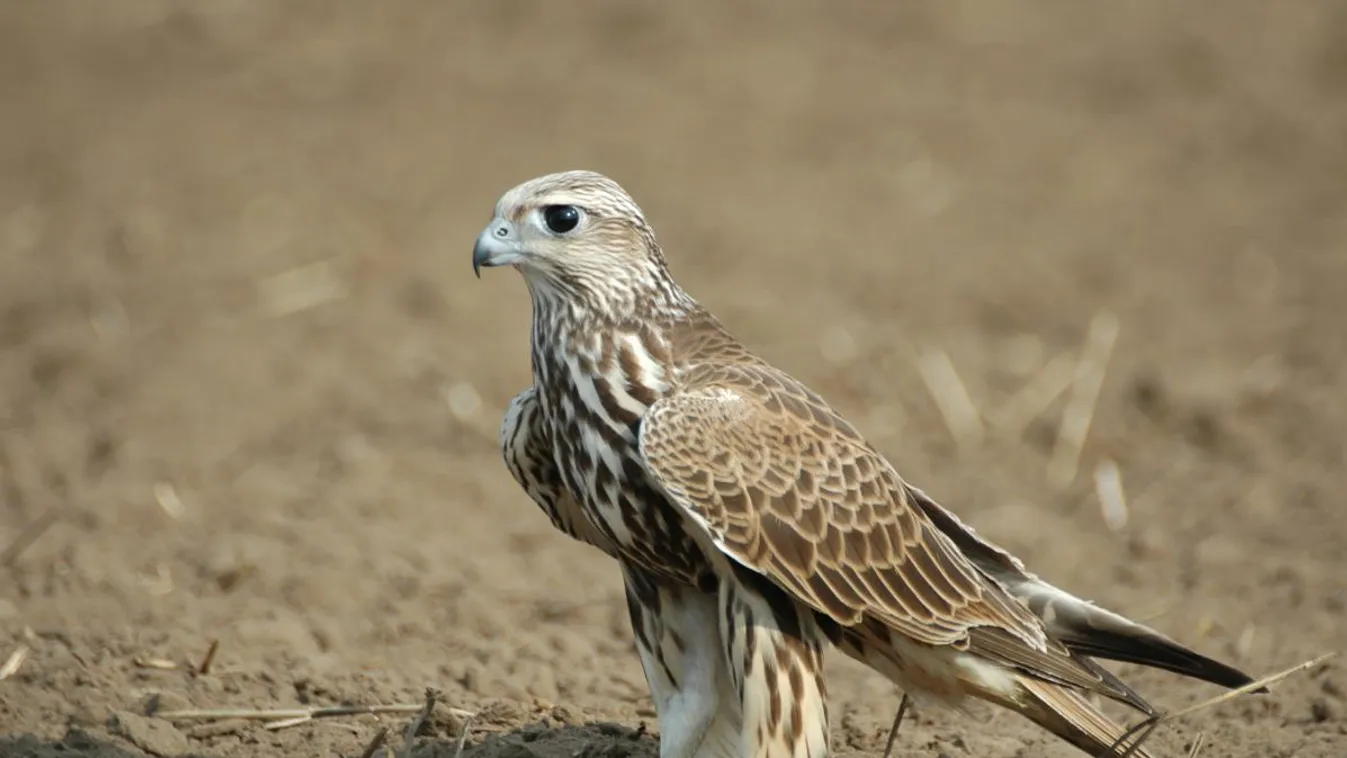 kerecsensólyom, Falco cherrug 