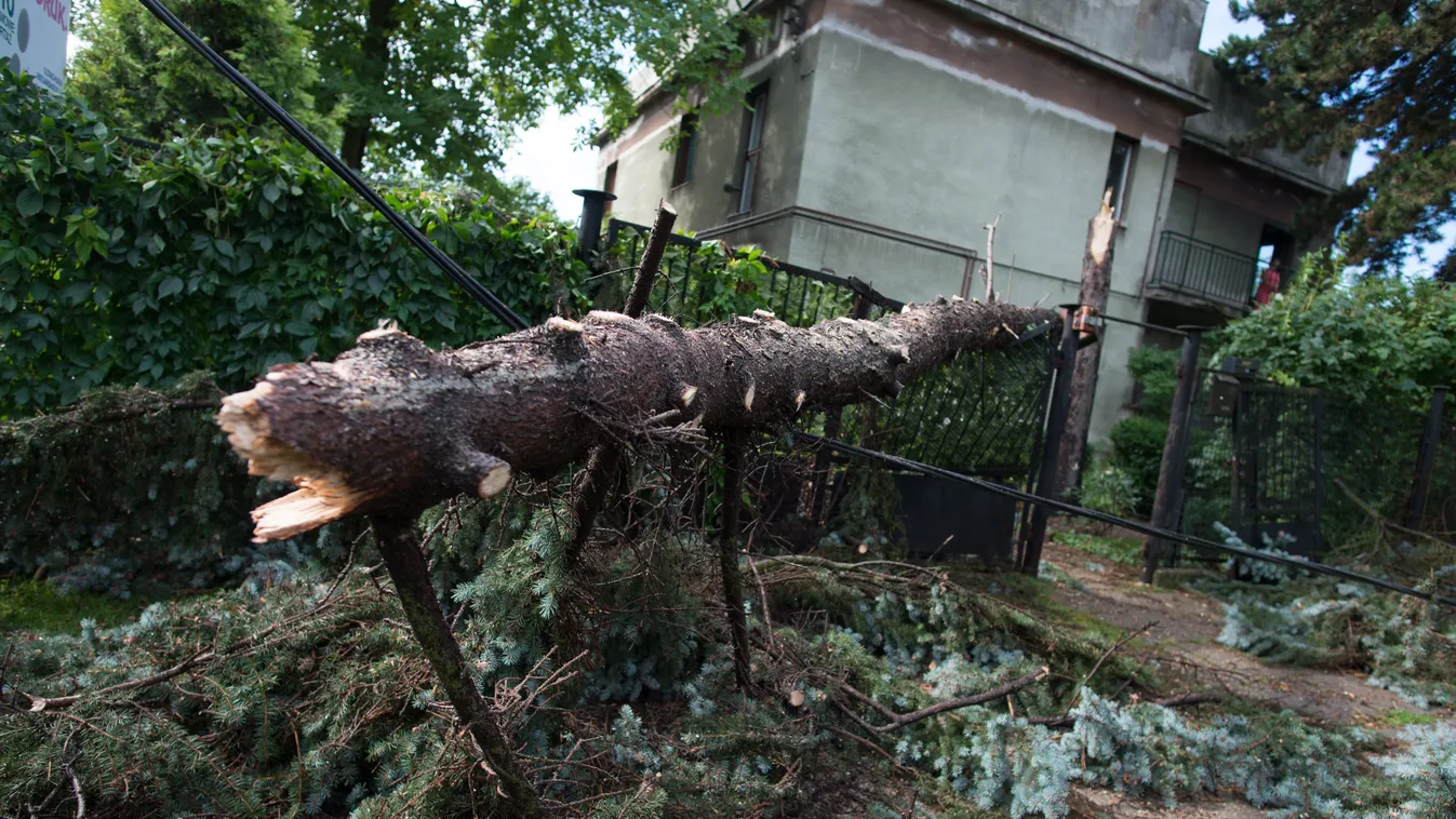 Vihar, kidőlt fa Lengyelország 
