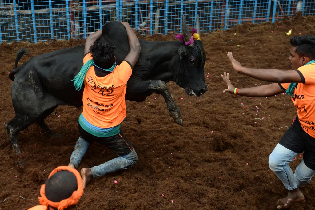 Jallikattu Avaniyapuram bika India Tamil Nadu 