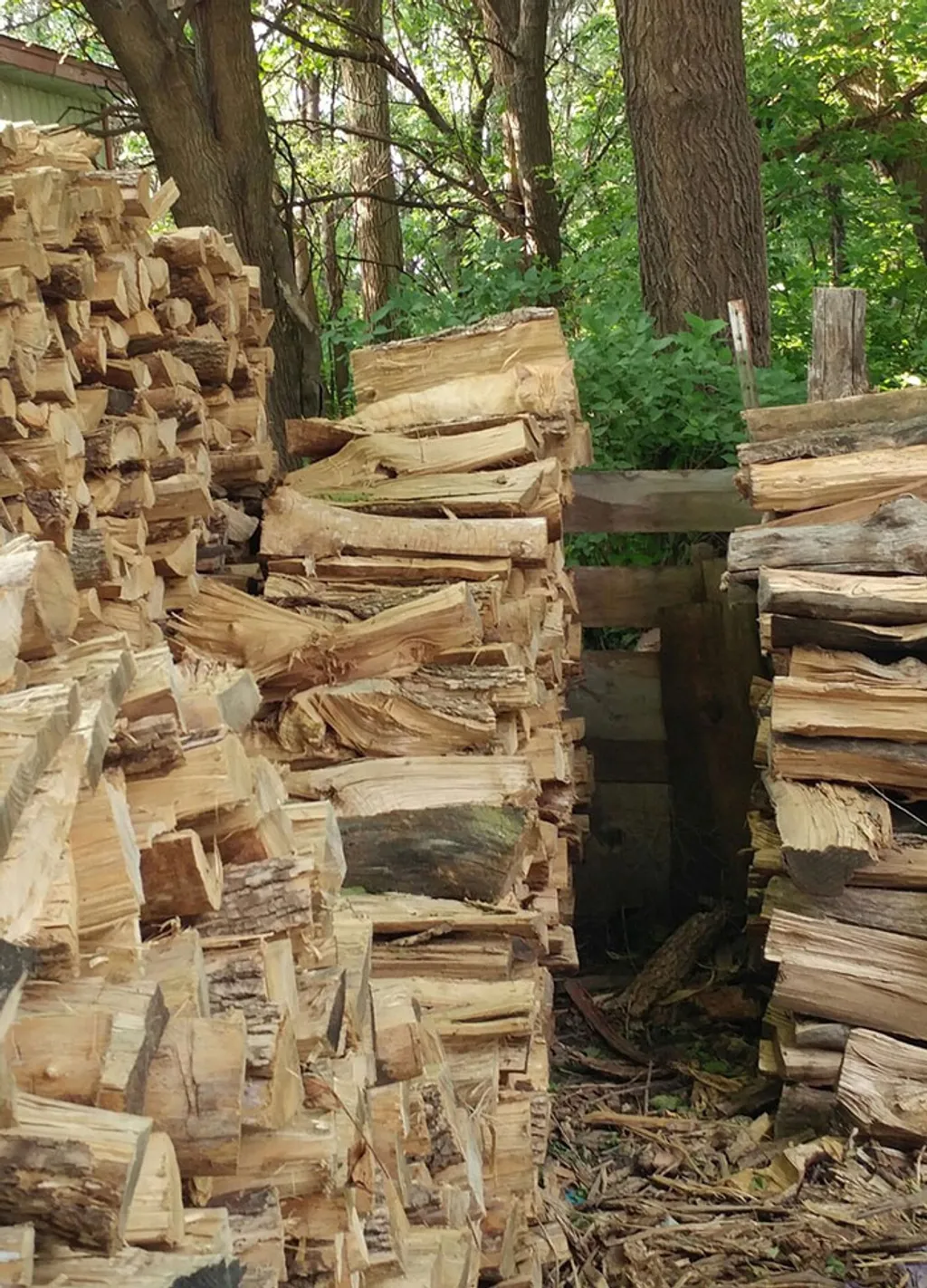 állatok, akik az álcázás mesterei 