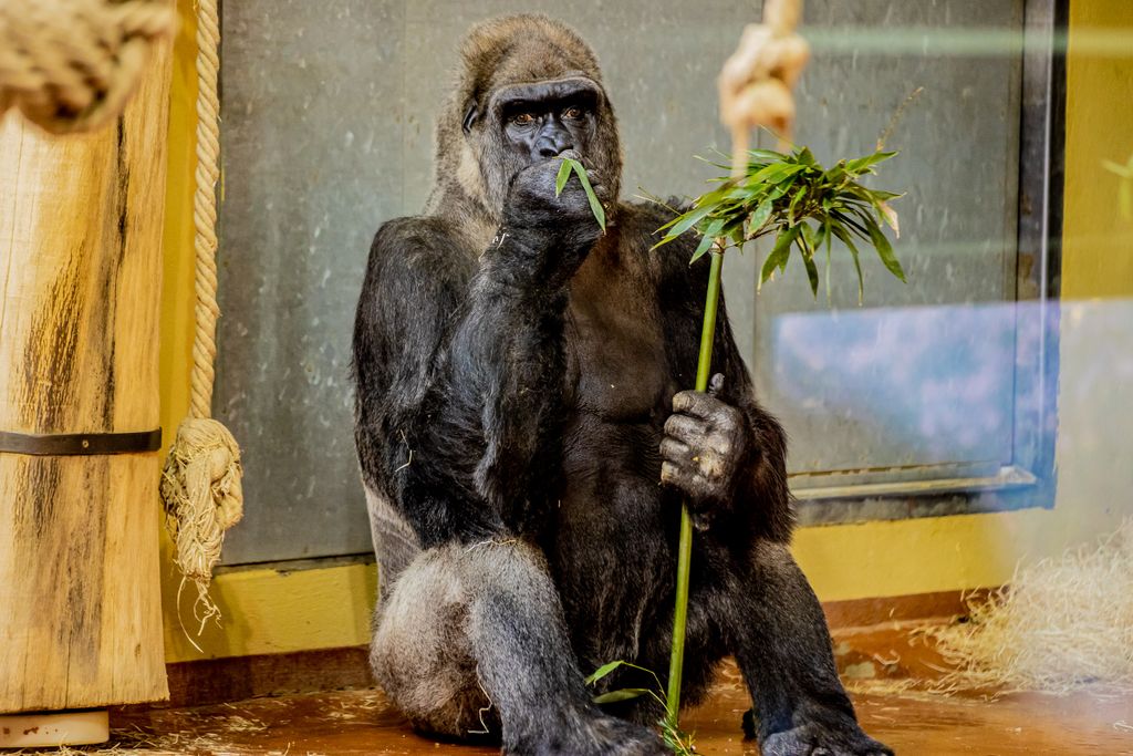 Fővárosi Állat- és Növénykert, gorilla, szülinap, Liesel, a Budapesti Állatkert, sőt egész Magyarország legidősebb gorillája 45. születésnapját ünnepli 