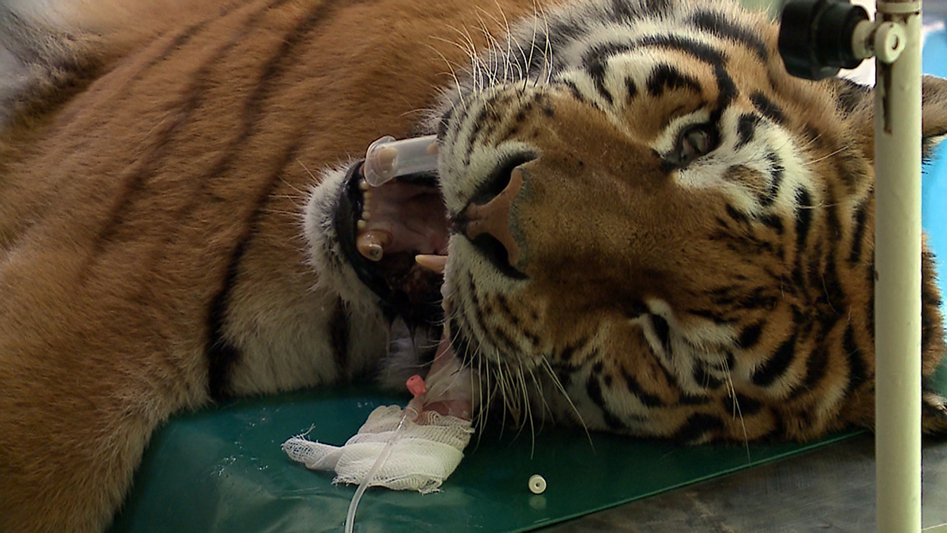 Őssejtes eljárással kezelik a szegedi vadaspark szibériai tigrisét, Igort 