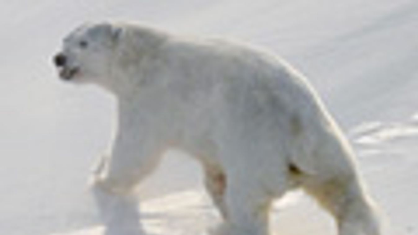 kihalófélben lévő állatok, jegesmedve
