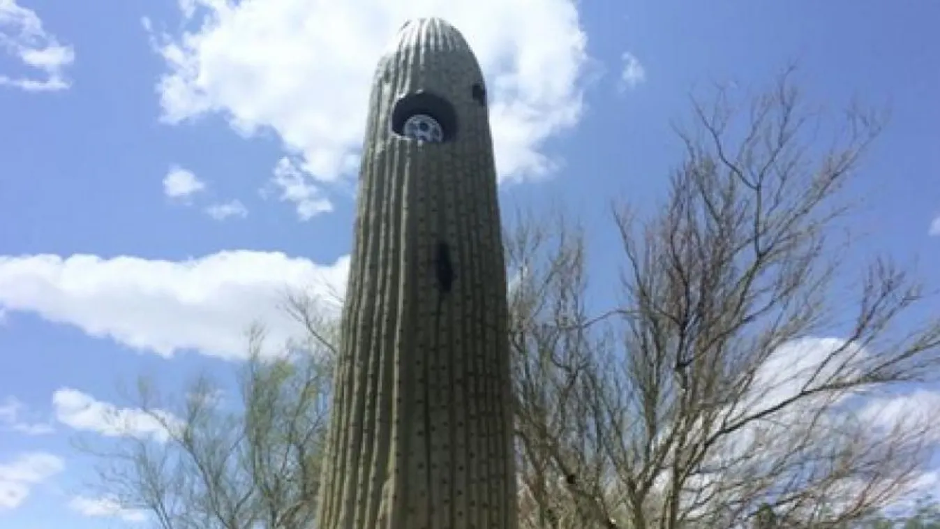 kaktusz kamera 