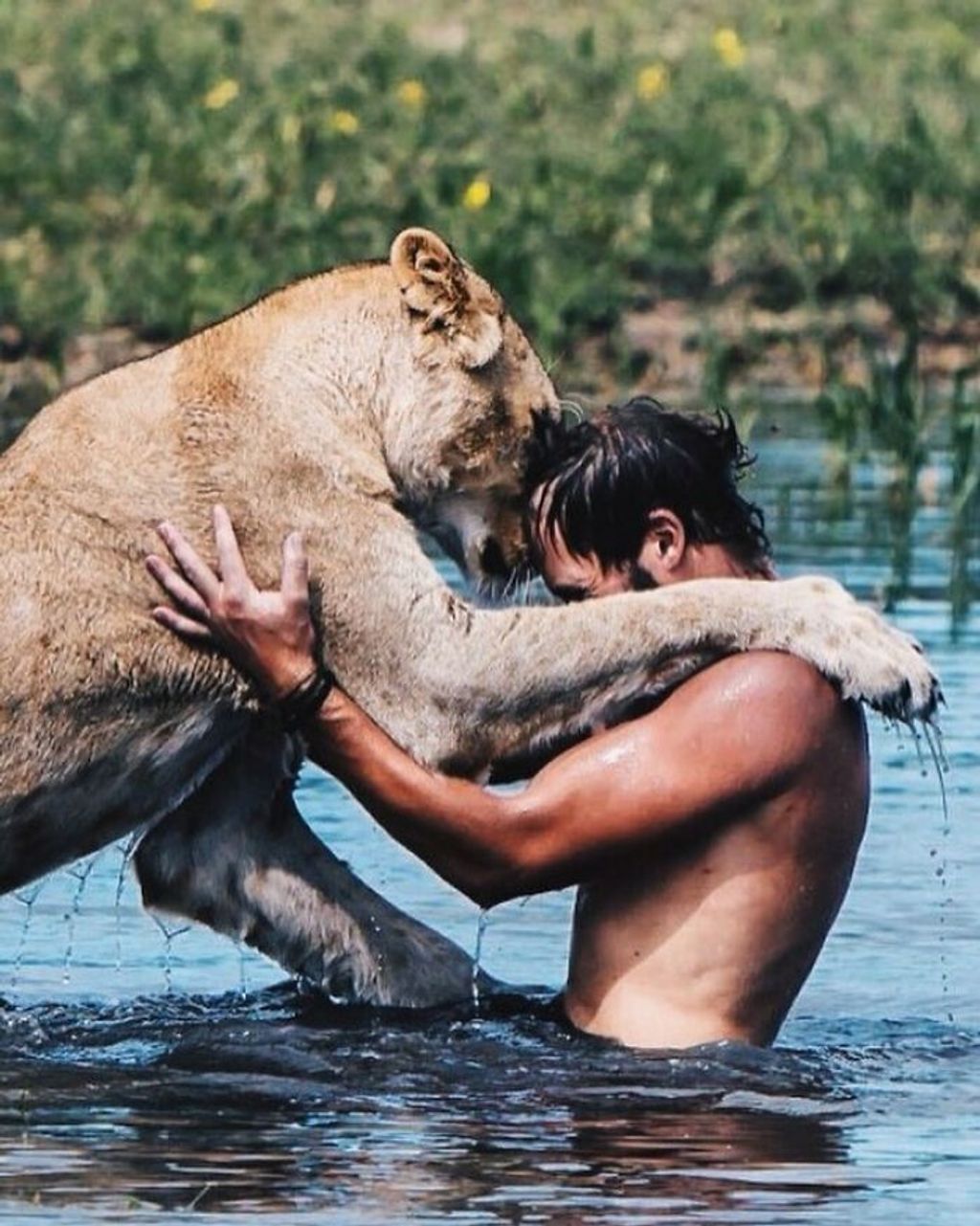 oroszlán, vad, vadon, afrika, vadmentés, állatvédelem, állatvédő, gondozó, barátság, barát, kötelék 