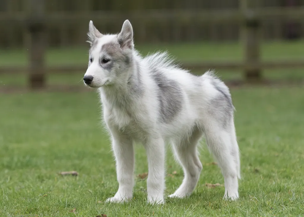 Ezek a világ legdrágább kutyái galéria - canadian eskimo dog 