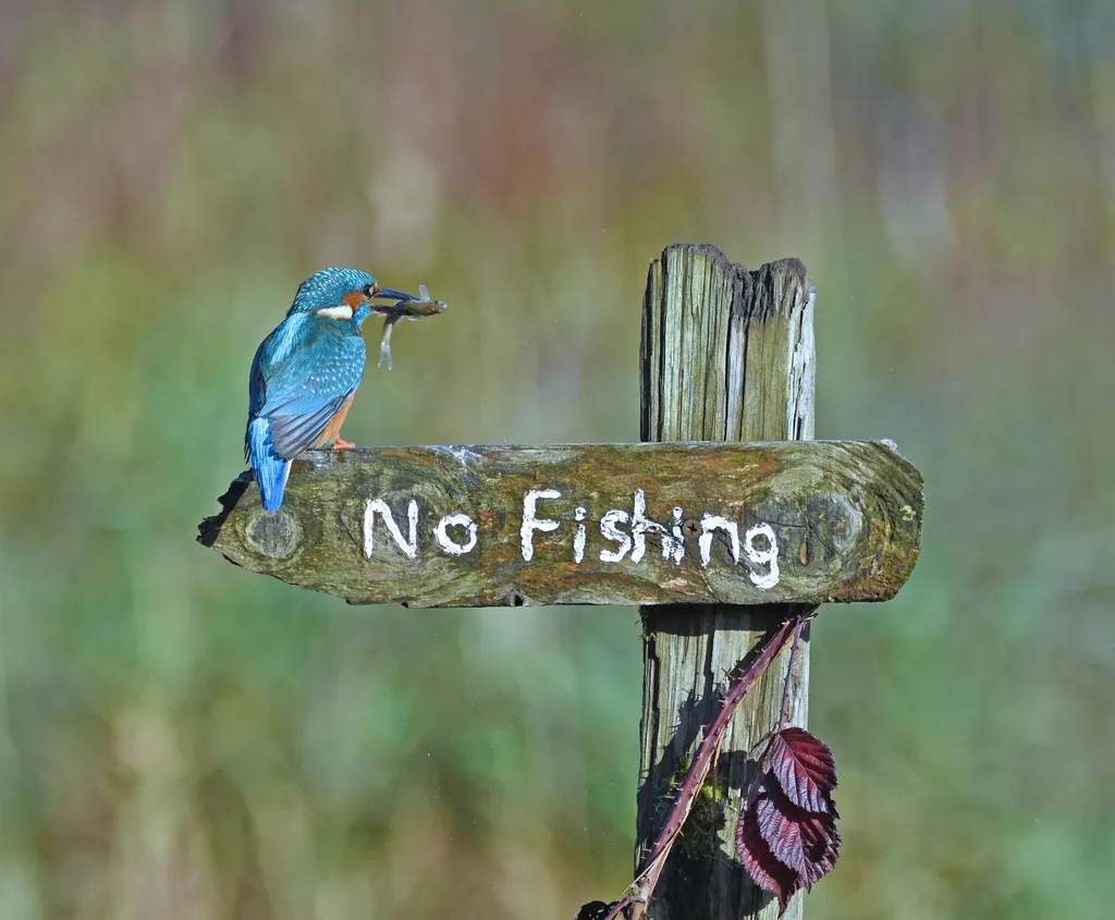 Comedy Wildlife Photography Awards 2020 nyertes képek 