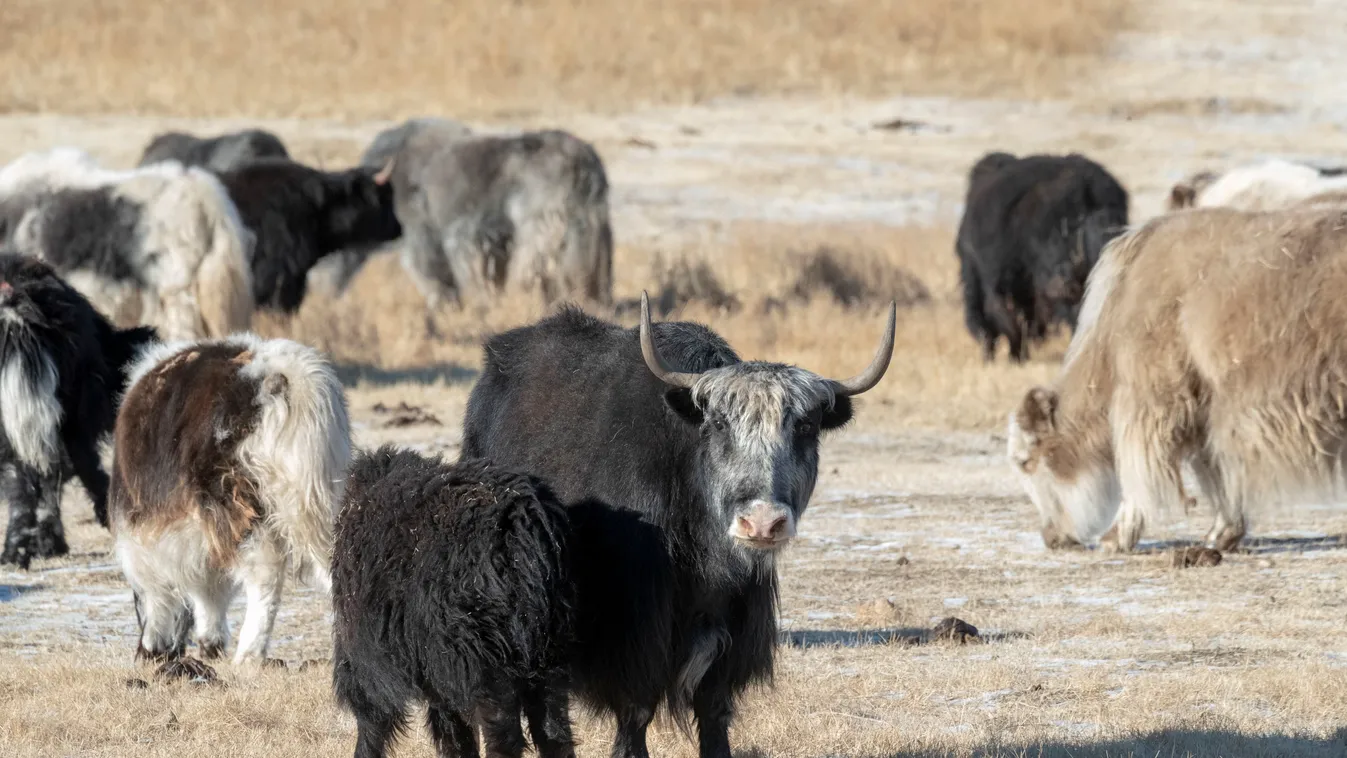 jak Mongolia east mongolia steppe area domestic yak bos grunniens AGRICULTURE ANIMAL Animals number ASIA CATTLE Day DOMESTIC ANIMAL Eastern Asia flock Large group of animals Mammal Mongolia Nature No People 