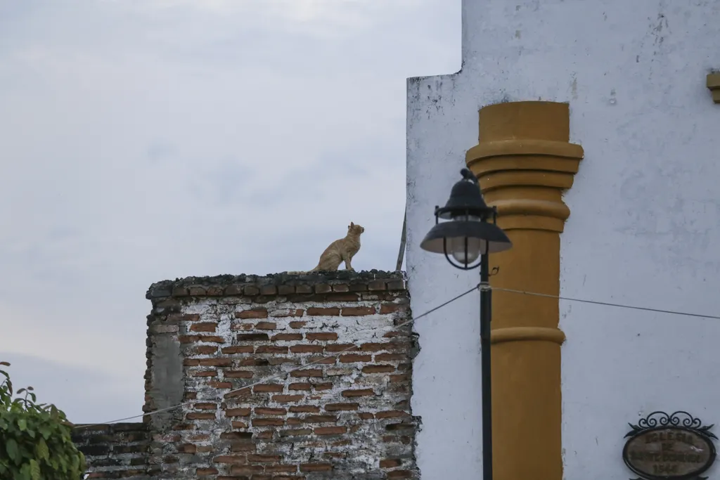 Santa Cruz de Mompox temető macskák 