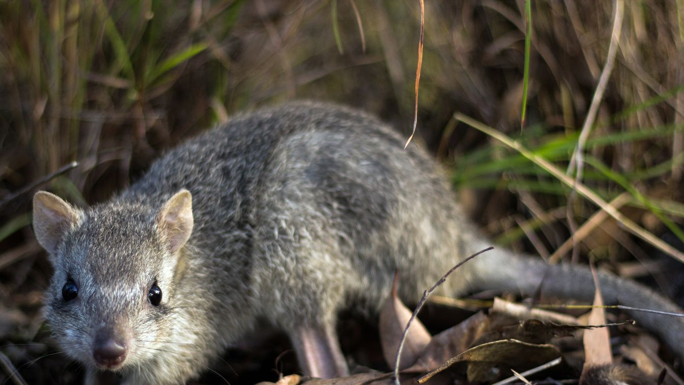 patkány kenguru, Bettongia tropica 