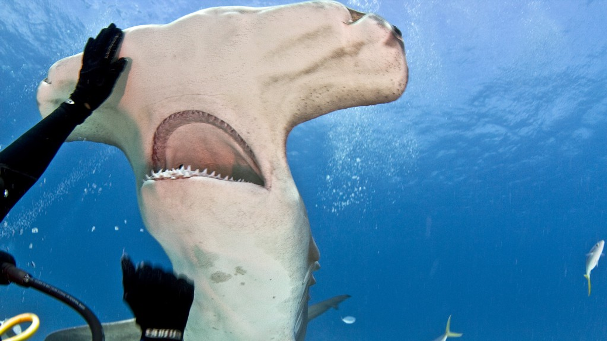 Óriási cápa úszott be a fürdőzők közé - ORIGO