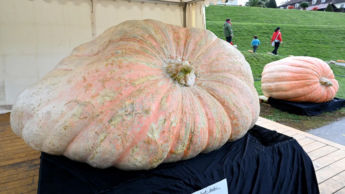 Record pumpkin from ItalyPumpkin exhibition Environmental Issues nature Free time Colorful g Horizontal PUMPKIN 