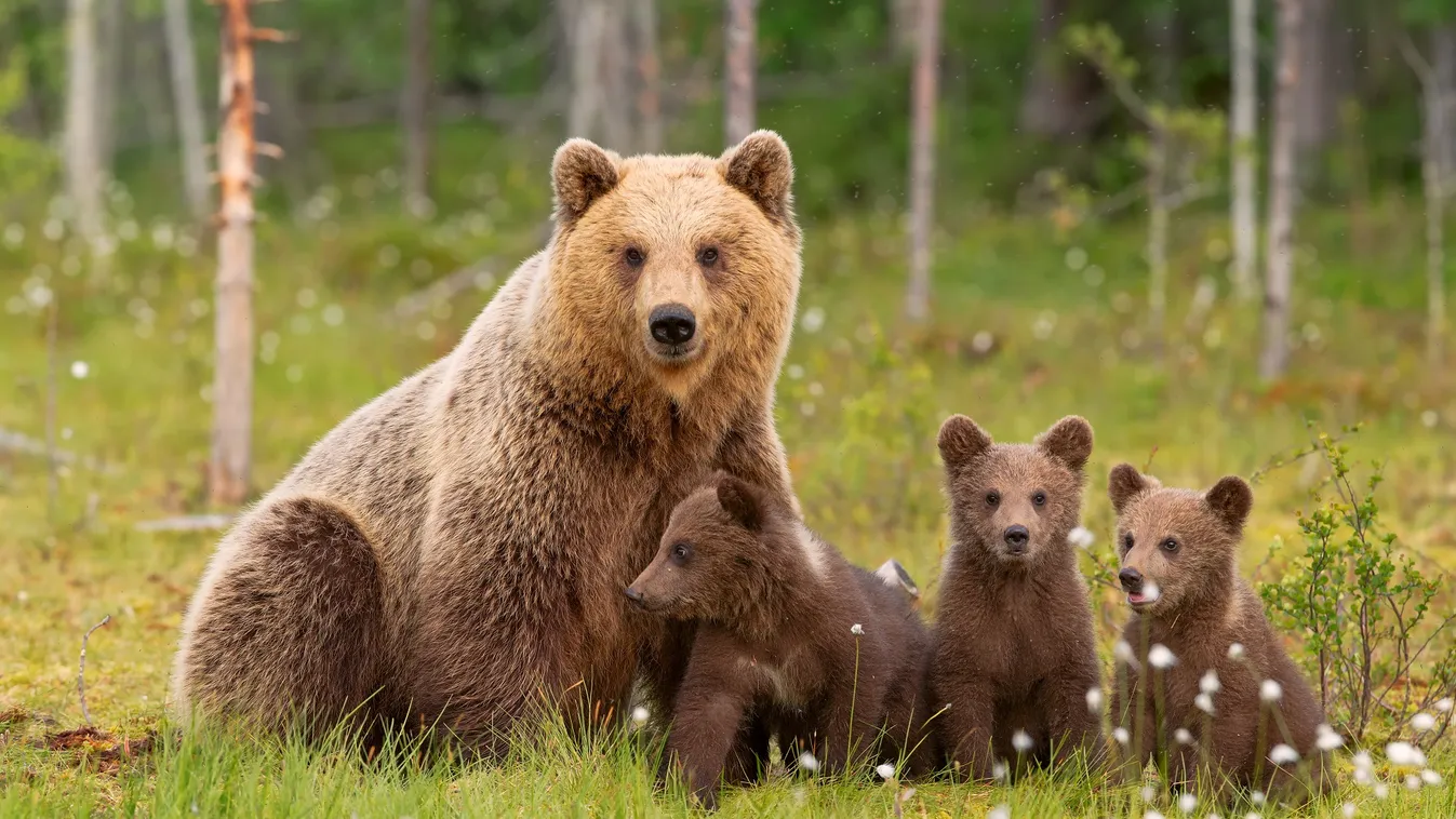 Bears,Family love,tenderness,forest,mirror,tenderly,passage,puppy,bears,family,swamp,trees,fisher 