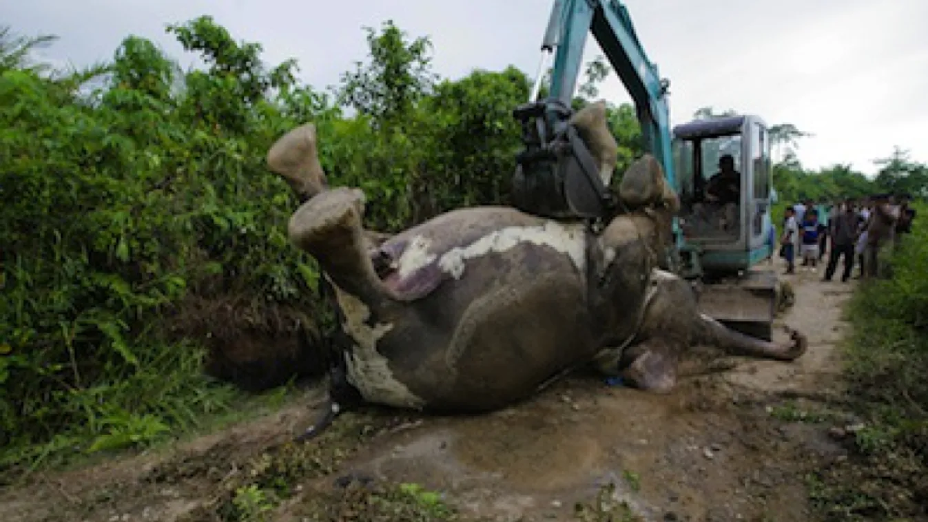 Megmérgezett elefánt teteme Indonéziában (korábbi felvétel). 