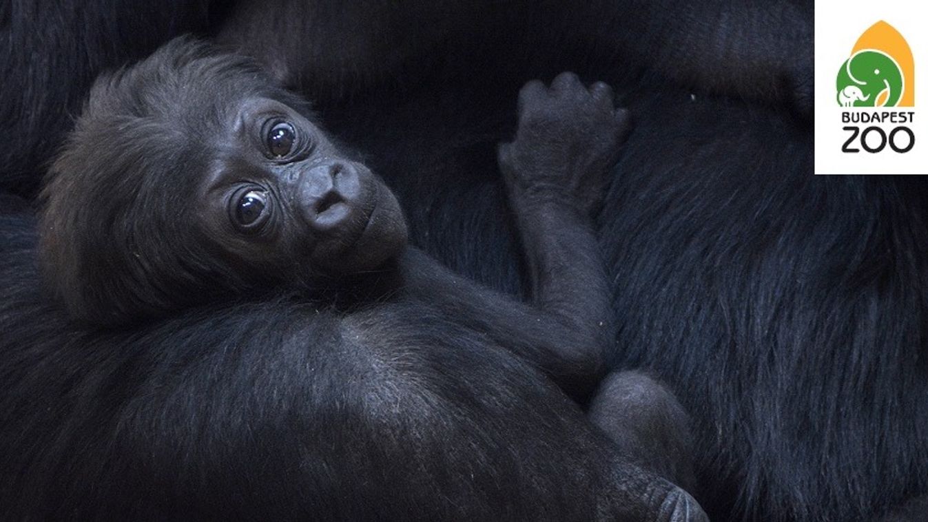 Nevet keresnek a fővárosi állatkert gorillakölykének 