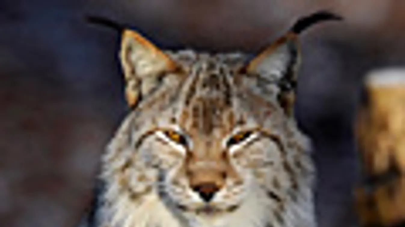 Lynx lynx, eurázsiai hiúz