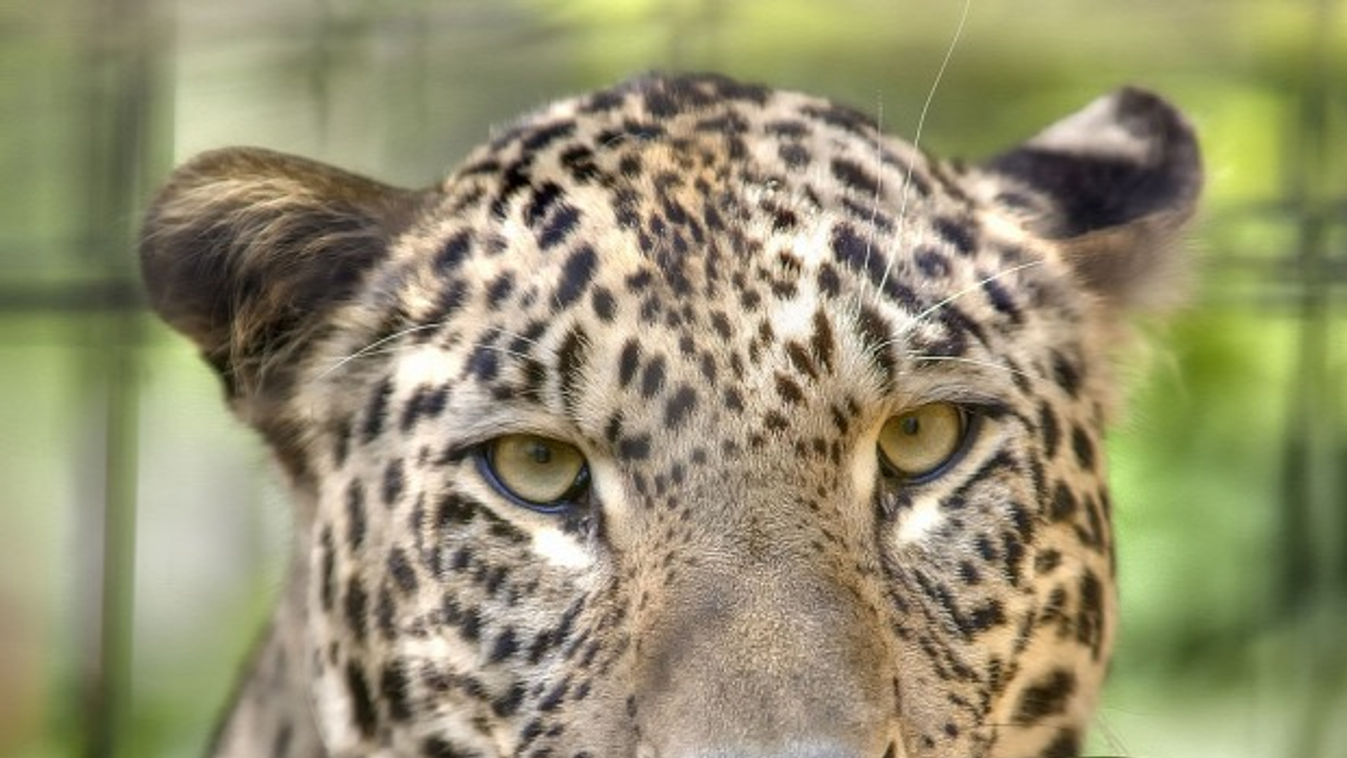 leopárd a kaukázusban 