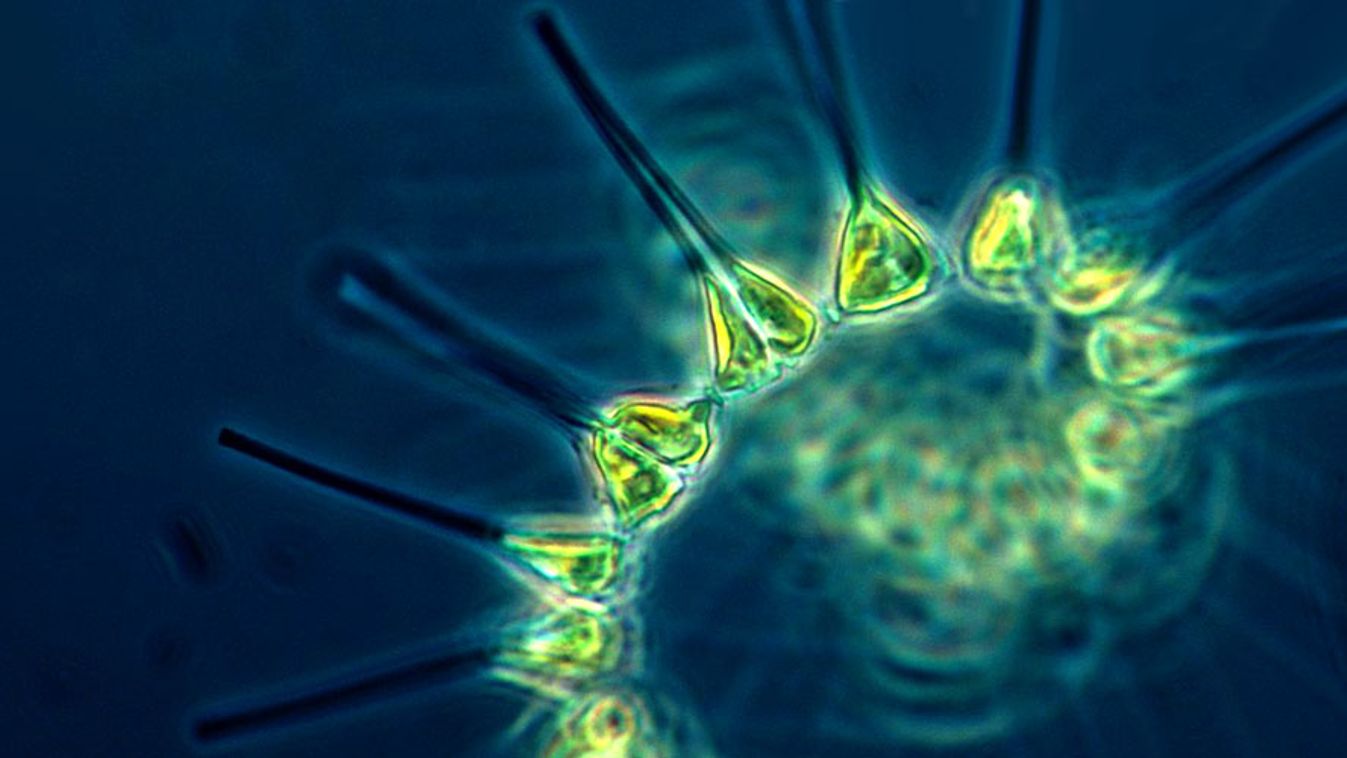 Óceáni planktonok, Marine phytoplankton