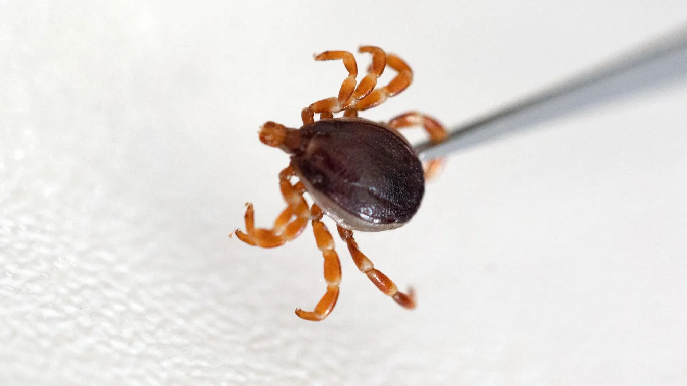 Ticks Environmental Issues diseases Animals Insects Tick Ticks Horizontal ENVIRONMENT 